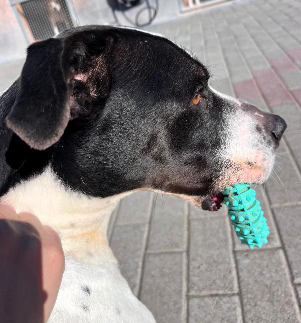 BLACK GENTILCANE Foto 5